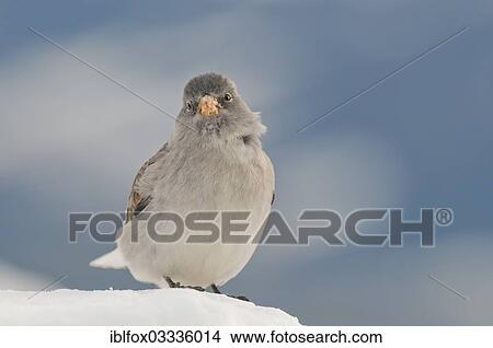 "Snowfinch (Montifringilla nivalis) in winter, Karwendel Mountains, Tyrol, Austria, Europe" View Large Photo Image Picture - "Snowfinch (Montifringilla nivalis) in winter, Karwendel Mountains, Tyrol, Austria, Europe". Fotosearch
