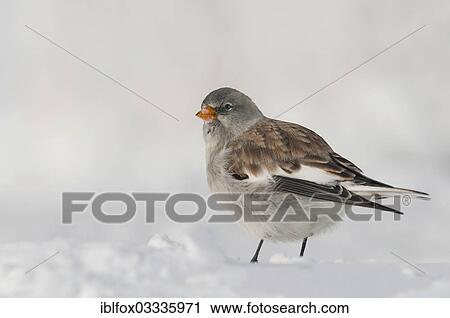 "Snowfinch (Montifringilla nivalis) in winter, Karwendel Mountains, Tyrol, Austria, Europe" View Large Photo Image Stock Image - "Snowfinch (Montifringilla nivalis) in winter, Karwendel Mountains, Tyrol, Austria, Europe". Fotosearch