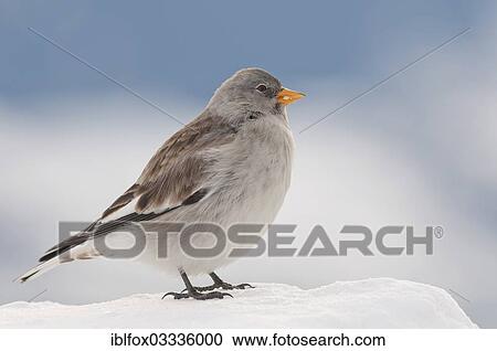 "Snowfinch (Montifringilla nivalis) in winter, Karwendel Mountains, Tyrol, Austria, Europe" View Large Photo Image Stock Image - "Snowfinch (Montifringilla nivalis) in winter, Karwendel Mountains, Tyrol, Austria, Europe". Fotosearch