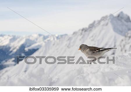 "Snowfinch (Montifringilla nivalis), in winter, summit of Mt Frau Hitt at back, Karrwendel, Tyrol, Austria, Europe" View Large Photo Image Stock Photo - "Snowfinch (Montifringilla nivalis), in winter, summit of Mt Frau Hitt at back, Karrwendel, Tyrol, Austria, Europe". Fotosearch