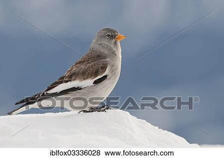 Stock Photo - "Snowfinch (Montifringilla nivalis) in winter, Karwendel Mountains, Tyrol, Austria, Europe". Fotosearch