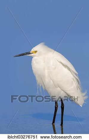 Stock Image - "Snowy Egret (Egretta thula), Florida, United States, North America". Fotosearch