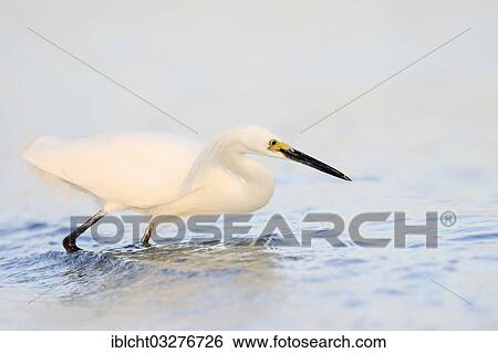 "Snowy Egret (Egretta thula), Florida, United States, North America" View Large Photo Image Stock Photograph - "Snowy Egret (Egretta thula), Florida, United States, North America". Fotosearch