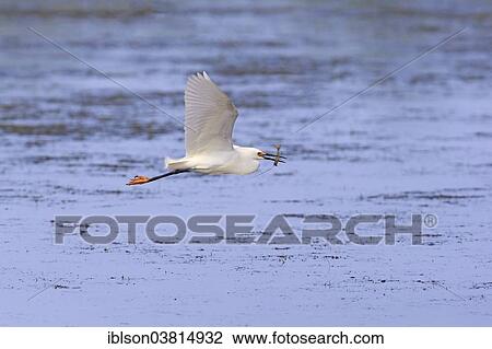 "Snowy Egret (Egretta thula), flying with prey, Sanibel Island, Florida, USA" View Large Photo Image Stock Image - "Snowy Egret (Egretta thula), flying with prey, Sanibel Island, Florida, USA". Fotosearch