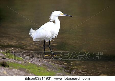 "Snowy Egret (Egretta thula), foraging in water, breeding plumage, Sanibel Island, Florida, USA" View Large Photo Image Stock Image - "Snowy Egret (Egretta thula), foraging in water, breeding plumage, Sanibel Island, Florida, USA". Fotosearch