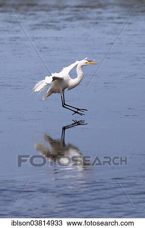 "Snowy Egret (Egretta thula), in water, breeding plumage, Sanibel Island, Florida, USA" View Large Photo Image Stock Image - "Snowy Egret (Egretta thula), in water, breeding plumage, Sanibel Island, Florida, USA". Fotosearch