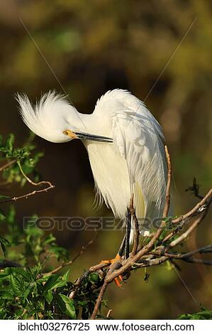 "Snowy Egret (Egretta thula) preening itself, Florida, United States, North America" View Large Photo Image Stock Photography - "Snowy Egret (Egretta thula) preening itself, Florida, United States, North America". Fotosearch