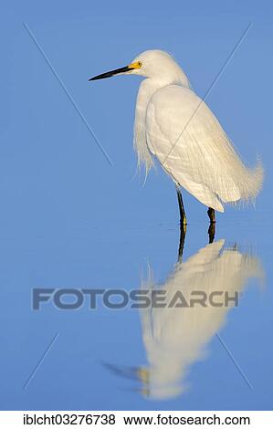 "Snowy Egret (Egretta thula) standing in water with its reflection, Florida, United States, North America" View Large Photo Image Stock Photo - "Snowy Egret (Egretta thula) standing in water with its reflection, Florida, United States, North America". Fotosearch