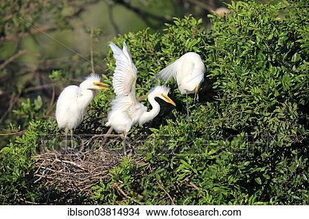 "Snowy Egret (Egretta thula), young at nest, Sanibel Island, Florida, USA" View Large Photo Image Picture - "Snowy Egret (Egretta thula), young at nest, Sanibel Island, Florida, USA". Fotosearch