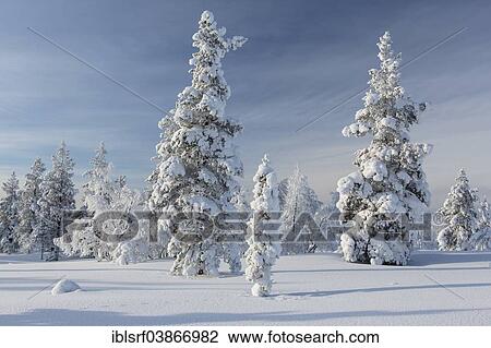 "Snowy fir forest, Saariselka, Finland, Europe" View Large Photo Image Stock Image - "Snowy fir forest, Saariselka, Finland, Europe". Fotosearch