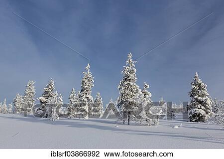 "Snowy fir forest, Saariselka, Finland, Europe" View Large Photo Image Stock Image - "Snowy fir forest, Saariselka, Finland, Europe". Fotosearch