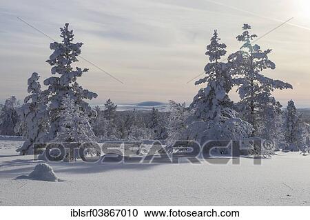 "Snowy fir forest, Saariselka, Finland, Europe" View Large Photo Image Stock Image - "Snowy fir forest, Saariselka, Finland, Europe". Fotosearch