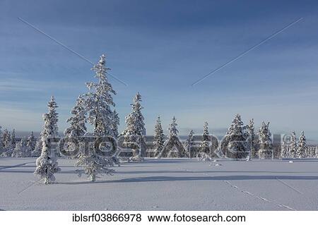"Snowy fir forest, Saariselka, Finland, Europe" View Large Photo Image Stock Photo - "Snowy fir forest, Saariselka, Finland, Europe". Fotosearch