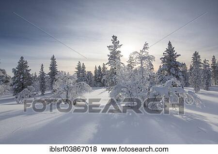 "Snowy fir forest, Saariselka, Finland, Europe" View Large Photo Image Stock Photo - "Snowy fir forest, Saariselka, Finland, Europe". Fotosearch