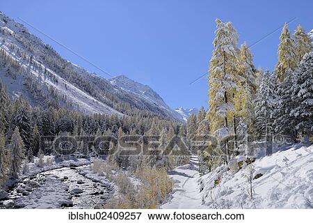 "Snowy landscape with Roseg river and a larch forest (Larix), Roseg valley, Pontresina, canton of Grisons, Engadin, Switzerland, Europe" View Large Photo Image Stock Photo - "Snowy landscape with Roseg river and a larch forest (Larix), Roseg valley, Pontresina, canton of Grisons, Engadin, Switzerland, Europe". Fotosearch