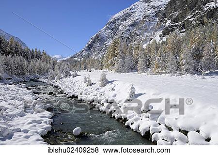 "Snowy landscape with Roseg river and a larch forest (Larix), Roseg valley, Pontresina, canton of Grisons, Engadin, Switzerland, Europe" View Large Photo Image Stock Photo - "Snowy landscape with Roseg river and a larch forest (Larix), Roseg valley, Pontresina, canton of Grisons, Engadin, Switzerland, Europe". Fotosearch
