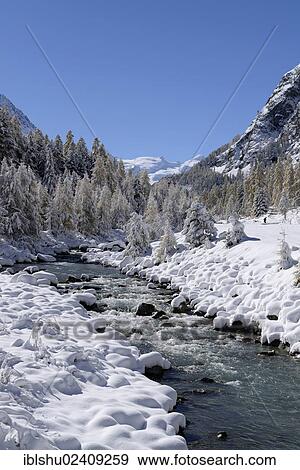 "Snowy landscape with Roseg river and a larch forest (Larix), Roseg valley, Pontresina, canton of Grisons, Engadin, Switzerland, Europe" View Large Photo Image Stock Photo - "Snowy landscape with Roseg river and a larch forest (Larix), Roseg valley, Pontresina, canton of Grisons, Engadin, Switzerland, Europe". Fotosearch