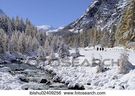 "Snowy landscape with Roseg river and a larch forest (Larix), Roseg valley, Pontresina, canton of Grisons, Engadin, Switzerland, Europe" View Large Photo Image Stock Photograph - "Snowy landscape with Roseg river and a larch forest (Larix), Roseg valley, Pontresina, canton of Grisons, Engadin, Switzerland, Europe". Fotosearch