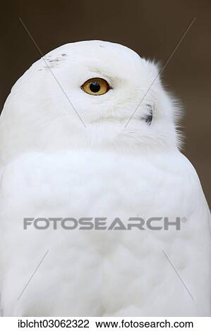 "Snowy Owl (Bubo scandiacus, Bubo scandiaca, Nyctea scandiaca), male, portrait, occurrence in northern Europe, Siberia, North America and Greenland, captive, North Rhine-Westphalia, Germany, Europe" View Large Photo Image Stock Image - "Snowy Owl (Bubo scandiacus, Bubo scandiaca, Nyctea scandiaca), male, portrait, occurrence in northern Europe, Siberia, North America and Greenland, captive, North Rhine-Westphalia, Germany, Europe". Fotosearch