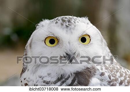 "Snowy Owl (Bubo scandiacus Bubo scandiaca, Nyctea scandiaca), female, portrait, captive, Lower Saxony, Germany, Europe" View Large Photo Image Stock Photo - "Snowy Owl (Bubo scandiacus Bubo scandiaca, Nyctea scandiaca), female, portrait, captive, Lower Saxony, Germany, Europe". Fotosearch