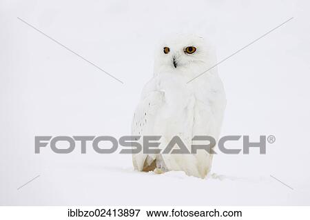 Snowy Owl (Bubo scandiacus), male in a snowstorm, Finnish Lapland, Finland, Scandinavia, Europe View Large Photo Image Stock Photo - Snowy Owl (Bubo scandiacus), male in a snowstorm, Finnish Lapland, Finland, Scandinavia, Europe. Fotosearch