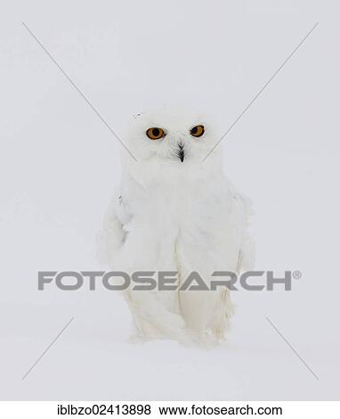 Snowy Owl (Bubo scandiacus), male in a snowstorm, Finnish Lapland, Finland, Scandinavia, Europe View Large Photo Image Stock Photo - Snowy Owl (Bubo scandiacus), male in a snowstorm, Finnish Lapland, Finland, Scandinavia, Europe. Fotosearch