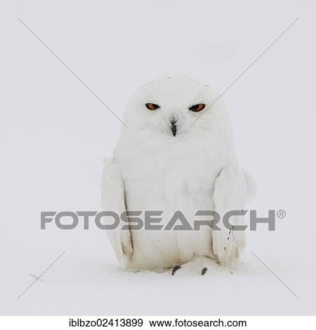 Snowy Owl (Bubo scandiacus), male in a snowstorm, Finnish Lapland, Finland, Scandinavia, Europe View Large Photo Image Stock Photo - Snowy Owl (Bubo scandiacus), male in a snowstorm, Finnish Lapland, Finland, Scandinavia, Europe. Fotosearch