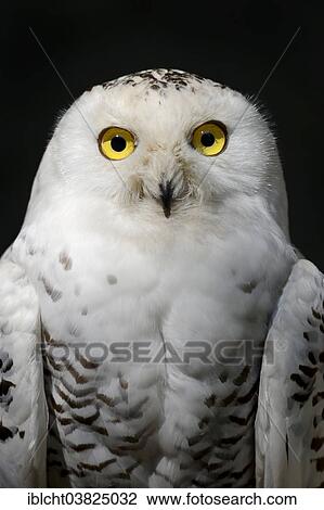 "Snowy Owl (Bubo scandiacus, Nyctea scandiaca), female, portrait, captive, Germany, Europe" View Large Photo Image Stock Image - "Snowy Owl (Bubo scandiacus, Nyctea scandiaca), female, portrait, captive, Germany, Europe". Fotosearch