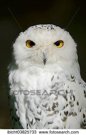 "Snowy Owl (Bubo scandiacus, Nyctea scandiaca), female, portrait, captive, Germany, Europe" View Large Photo Image Stock Image - "Snowy Owl (Bubo scandiacus, Nyctea scandiaca), female, portrait, captive, Germany, Europe". Fotosearch