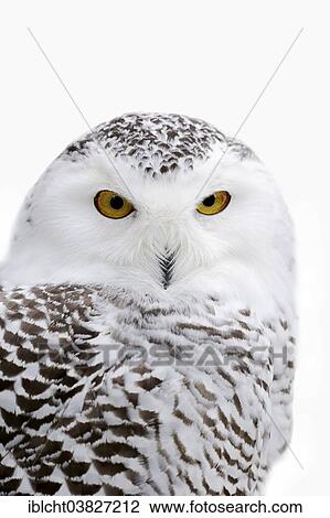 "Snowy Owl (Bubo scandiacus, Nyctea scandiaca), female in winter, portrait, captive, Germany, Europe" View Large Photo Image Stock Image - "Snowy Owl (Bubo scandiacus, Nyctea scandiaca), female in winter, portrait, captive, Germany, Europe". Fotosearch