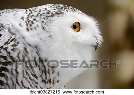 "Snowy Owl (Bubo scandiacus, Nyctea scandiaca), female, portrait, captive, Germany, Europe" View Large Photo Image Stock Photograph - "Snowy Owl (Bubo scandiacus, Nyctea scandiaca), female, portrait, captive, Germany, Europe". Fotosearch