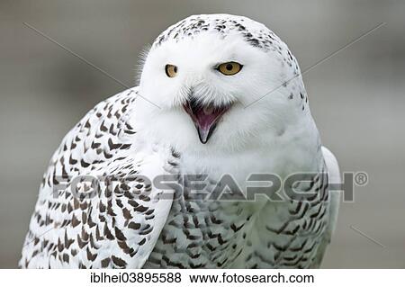 "Snowy Owl (Bubo scandiacus), Carinthia, Austria, Europe" View Large Photo Image Stock Photo - "Snowy Owl (Bubo scandiacus), Carinthia, Austria, Europe". Fotosearch