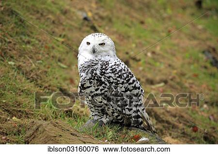 "Snowy Owl (Nyctea scandiaca), adult, captive, Hanau, Hesse, Germany, Europe" View Large Photo Image Stock Photograph - "Snowy Owl (Nyctea scandiaca), adult, captive, Hanau, Hesse, Germany, Europe". Fotosearch
