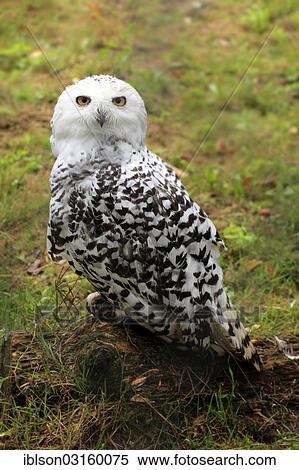 "Snowy Owl (Nyctea scandiaca), adult, captive, Hanau, Hesse, Germany, Europe" View Large Photo Image Stock Photography - "Snowy Owl (Nyctea scandiaca), adult, captive, Hanau, Hesse, Germany, Europe". Fotosearch