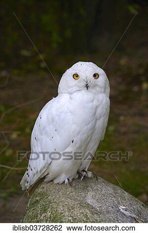 "Snowy Owl (Nyctea scandiaca), native to northern Europe, Mecklenburg-Western Pomerania, Germany, Europe" View Large Photo Image Stock Image - "Snowy Owl (Nyctea scandiaca), native to northern Europe, Mecklenburg-Western Pomerania, Germany, Europe". Fotosearch