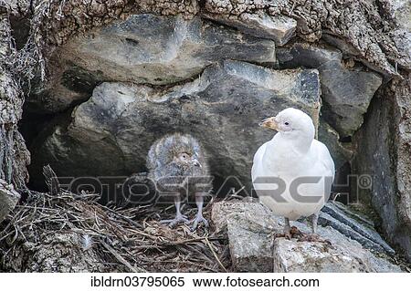 "Snowy Sheathbill (Chionis alba), at nest with chick, Paulet Island, Antarctic Peninsula, Antarctica" View Large Photo Image Stock Photography - "Snowy Sheathbill (Chionis alba), at nest with chick, Paulet Island, Antarctic Peninsula, Antarctica". Fotosearch