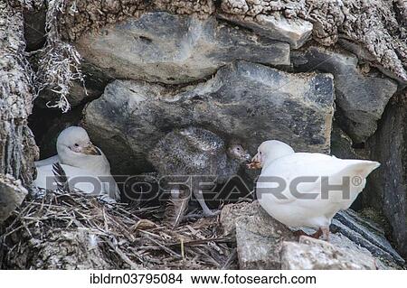 "Snowy Sheathbill (Chionis alba), breeding pair at nest with chick, Paulet Island, Antarctic Peninsula, Antarctica" View Large Photo Image Picture - "Snowy Sheathbill (Chionis alba), breeding pair at nest with chick, Paulet Island, Antarctic Peninsula, Antarctica". Fotosearch