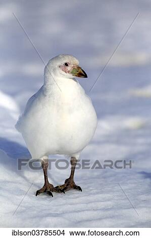 "Snowy Sheathbill (Chionis alba), adult, Weddell Sea, Antarctica" View Large Photo Image Picture - "Snowy Sheathbill (Chionis alba), adult, Weddell Sea, Antarctica". Fotosearch