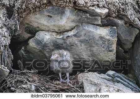 "Snowy Sheathbill (Chionis alba), chick, Paulet Island, Antarctic Peninsula, Antarctica" View Large Photo Image Stock Image - "Snowy Sheathbill (Chionis alba), chick, Paulet Island, Antarctic Peninsula, Antarctica". Fotosearch