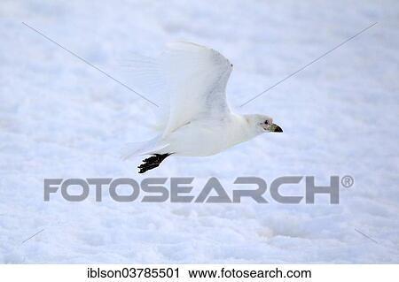 Stock Image - "Snowy Sheathbill (Chionis alba), adult, flying, Brown Bluff, Weddell Sea, Antarctica". Fotosearch