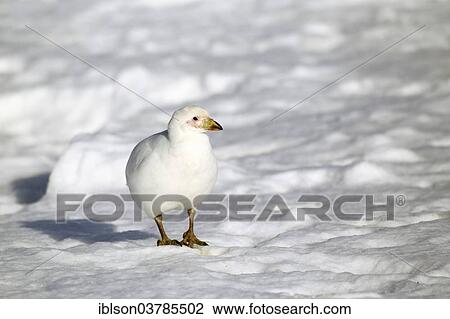 "Snowy Sheathbill (Chionis alba), adult, Weddell Sea, Antarctica" View Large Photo Image Stock Image - "Snowy Sheathbill (Chionis alba), adult, Weddell Sea, Antarctica". Fotosearch