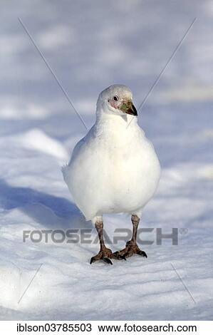 "Snowy Sheathbill (Chionis alba), adult, Weddell Sea, Antarcticaca" View Large Photo Image Stock Image - "Snowy Sheathbill (Chionis alba), adult, Weddell Sea, Antarcticaca". Fotosearch