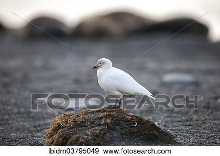 "Snowy Sheathbill (Chionis alba), Paulet Island, Antarctic Peninsula, Antarctica" View Large Photo Image Stock Photo - "Snowy Sheathbill (Chionis alba), Paulet Island, Antarctic Peninsula, Antarctica". Fotosearch