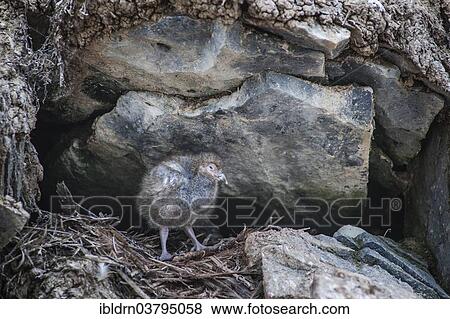 "Snowy Sheathbill (Chionis alba), chick, Paulet Island, Antarctic Peninsula, Antarctica" View Large Photo Image Stock Photo - "Snowy Sheathbill (Chionis alba), chick, Paulet Island, Antarctic Peninsula, Antarctica". Fotosearch