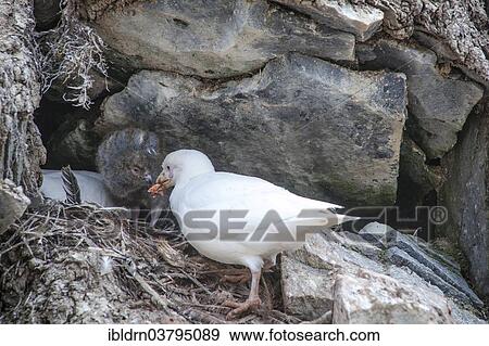"Snowy Sheathbill (Chionis alba), breeding pair at nest with chick, Paulet Island, Antarctic Peninsula, Antarctica" View Large Photo Image Stock Photo - "Snowy Sheathbill (Chionis alba), breeding pair at nest with chick, Paulet Island, Antarctic Peninsula, Antarctica". Fotosearch
