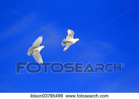 "Snowy Sheathbill (Chionis alba), adult, flying, pair, Brown Bluff, Weddell Sea, Antarctica" View Large Photo Image Stock Photo - "Snowy Sheathbill (Chionis alba), adult, flying, pair, Brown Bluff, Weddell Sea, Antarctica". Fotosearch