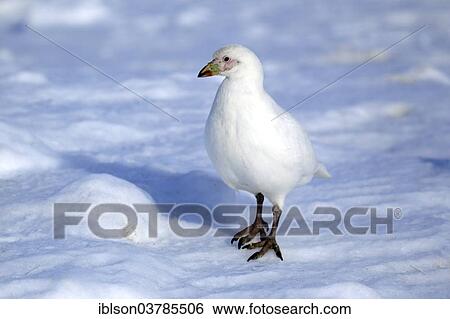 "Snowy Sheathbill (Chionis alba), adult, Weddell Sea, Antarctica" View Large Photo Image Stock Photograph - "Snowy Sheathbill (Chionis alba), adult, Weddell Sea, Antarctica". Fotosearch
