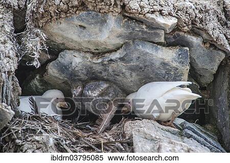 "Snowy Sheathbill (Chionis alba), breeding pair at nest with chick, Paulet Island, Antarctic Peninsula, Antarctica" View Large Photo Image Stock Photography - "Snowy Sheathbill (Chionis alba), breeding pair at nest with chick, Paulet Island, Antarctic Peninsula, Antarctica". Fotosearch