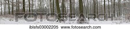 "Snowy winter forest, beech forest and oak forest, Mittelgebirge or Central German Uplands, Westerwald, Solms, Lahn-Dill district, Hesse, Germany, Europe, Solms, Hesse, Germany, Europe" View Large Photo Image Stock Photography - "Snowy winter forest, beech forest and oak forest, Mittelgebirge or Central German Uplands, Westerwald, Solms, Lahn-Dill district, Hesse, Germany, Europe, Solms, Hesse, Germany, Europe". Fotosearch