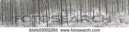 "Snowy winter forest, beech forest and oak forest, Mittelgebirge or Central German Uplands, Westerwald, Solms, Lahn-Dill district, Hesse, Germany, Europe, Solms, Hesse, Germany, Europe" View Large Photo Image Stock Photography - "Snowy winter forest, beech forest and oak forest, Mittelgebirge or Central German Uplands, Westerwald, Solms, Lahn-Dill district, Hesse, Germany, Europe, Solms, Hesse, Germany, Europe". Fotosearch